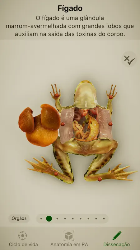Froggipedia screenshot 3 of 3