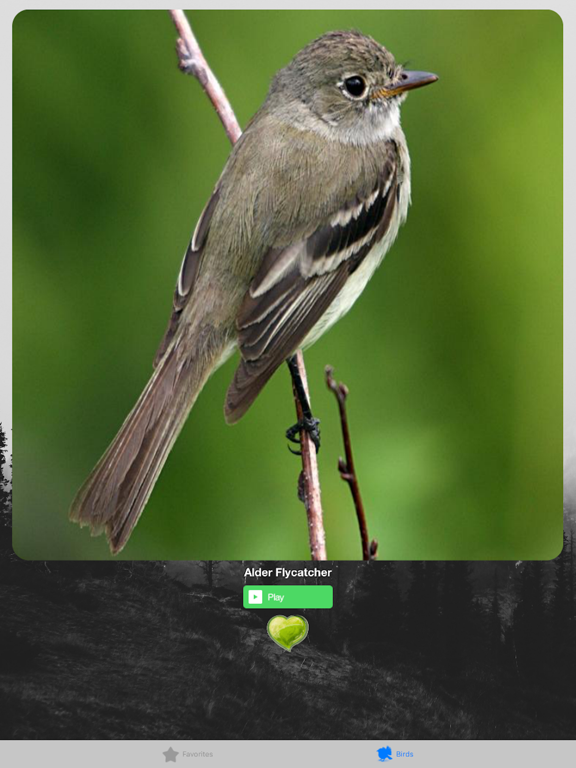 Screenshot #4 pour Birds of North America