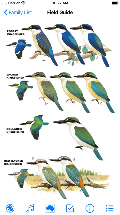 Pizzey and Knight Birds of Aus