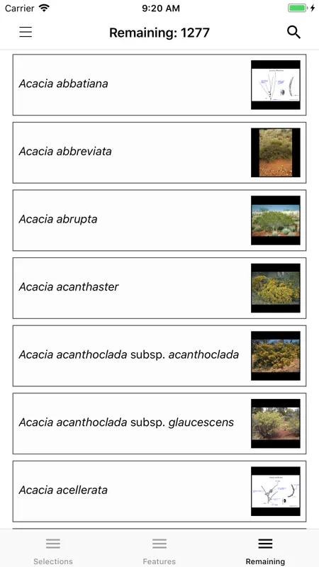 Wattle - Acacias of Australia screenshot 4 of 6