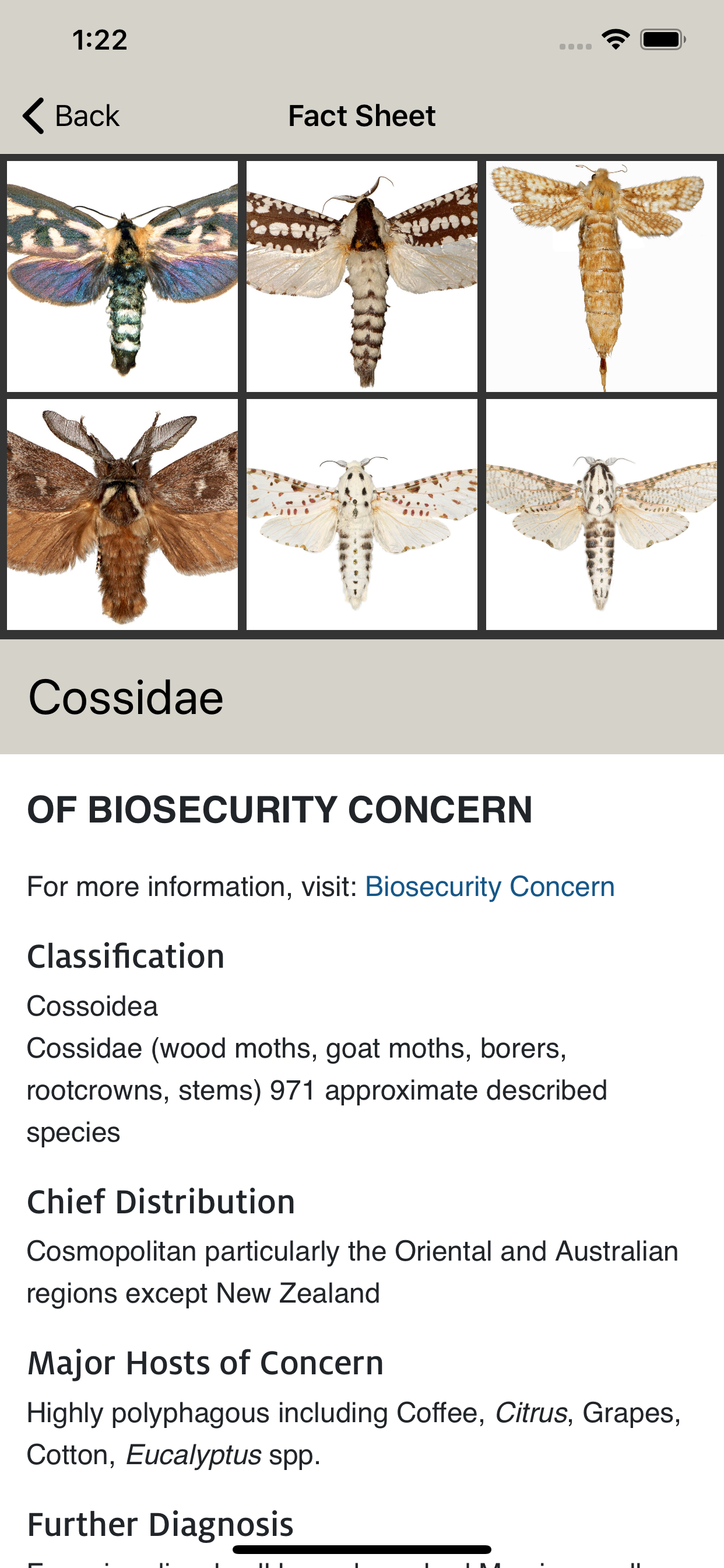 Lepidopteran Families
