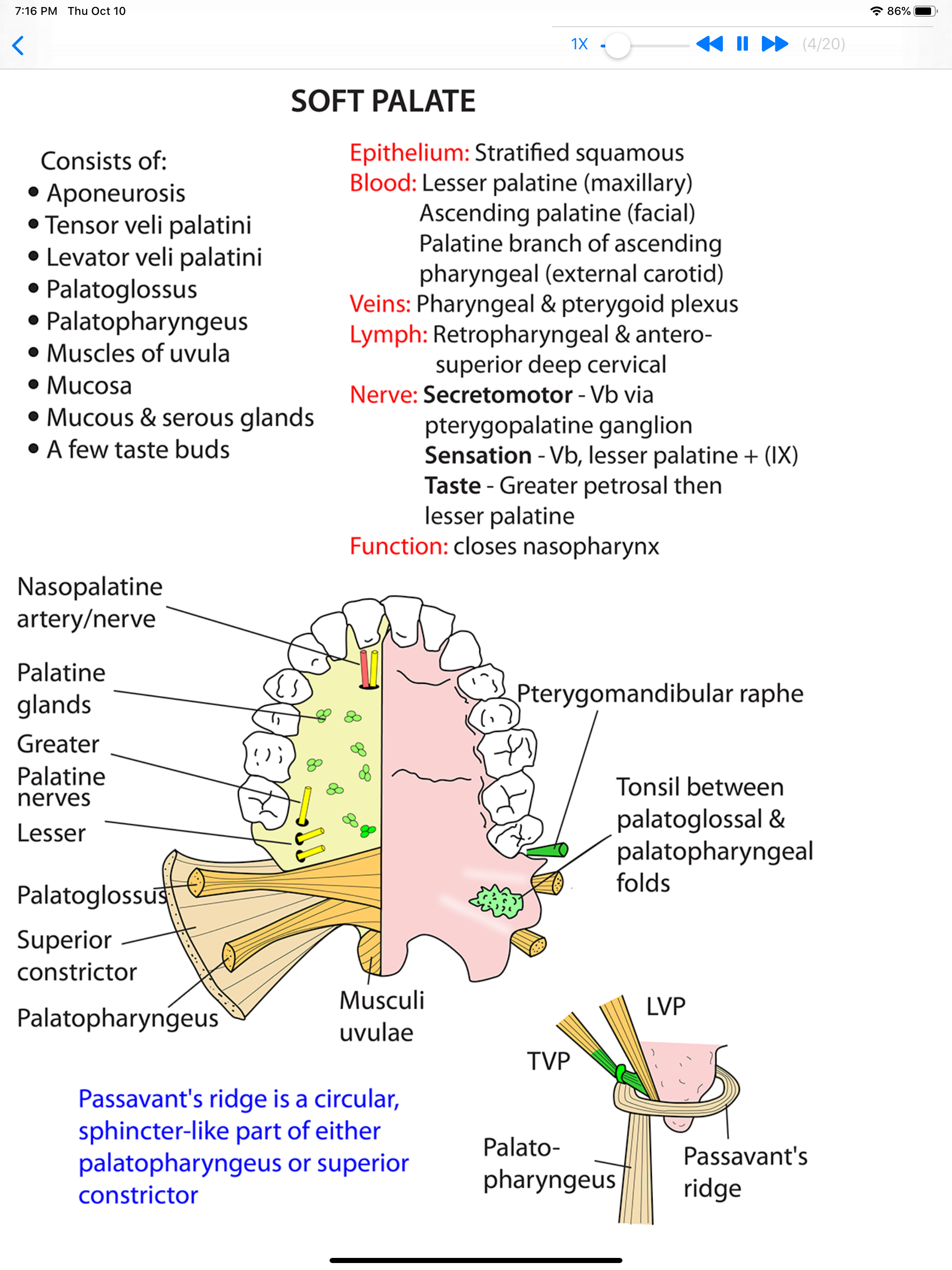 Anatomy Lectures Head and Neck screenshot 7