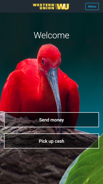 Western Union Send Money TT