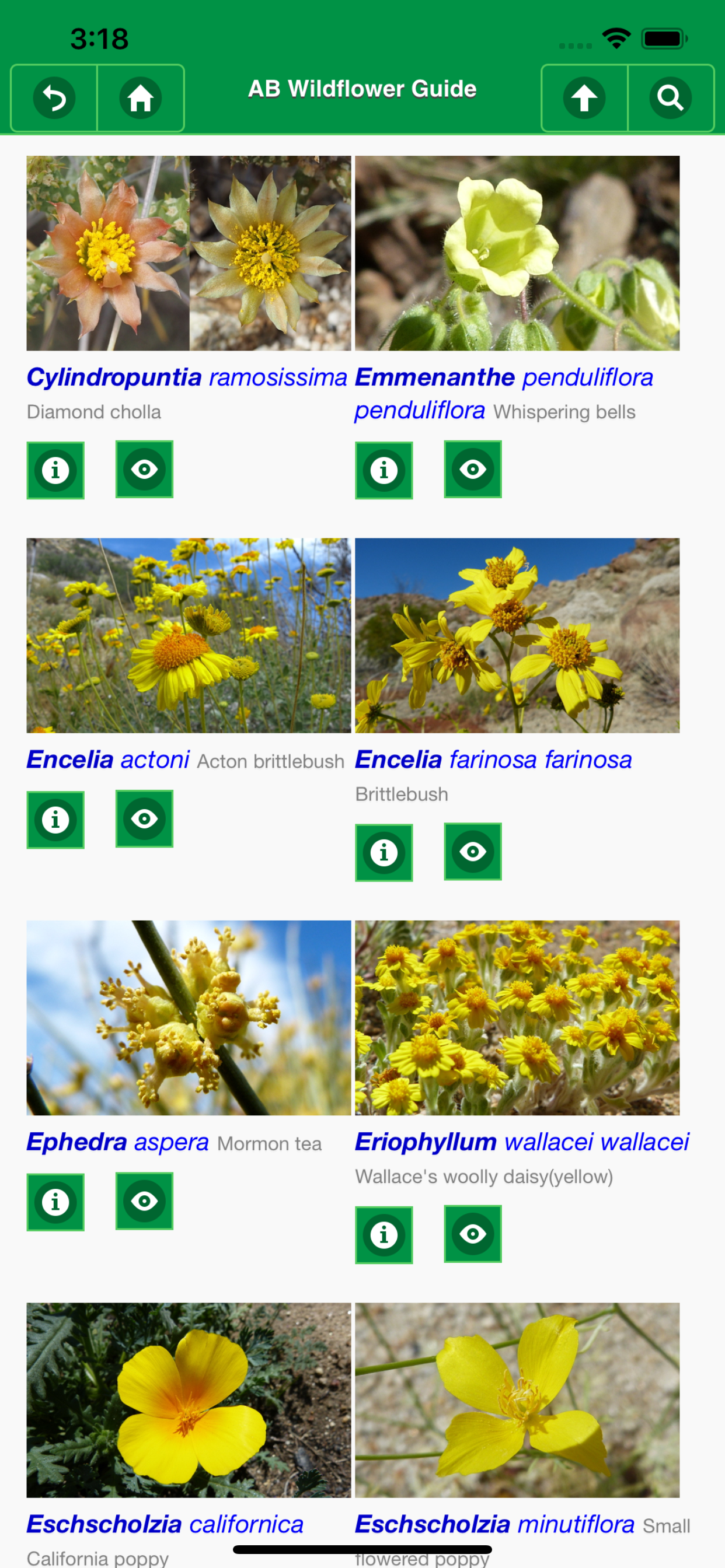 Anza-Borrego Wildflower Guide