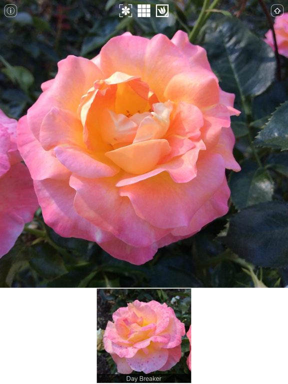 Screenshot #4 pour Instant Rose