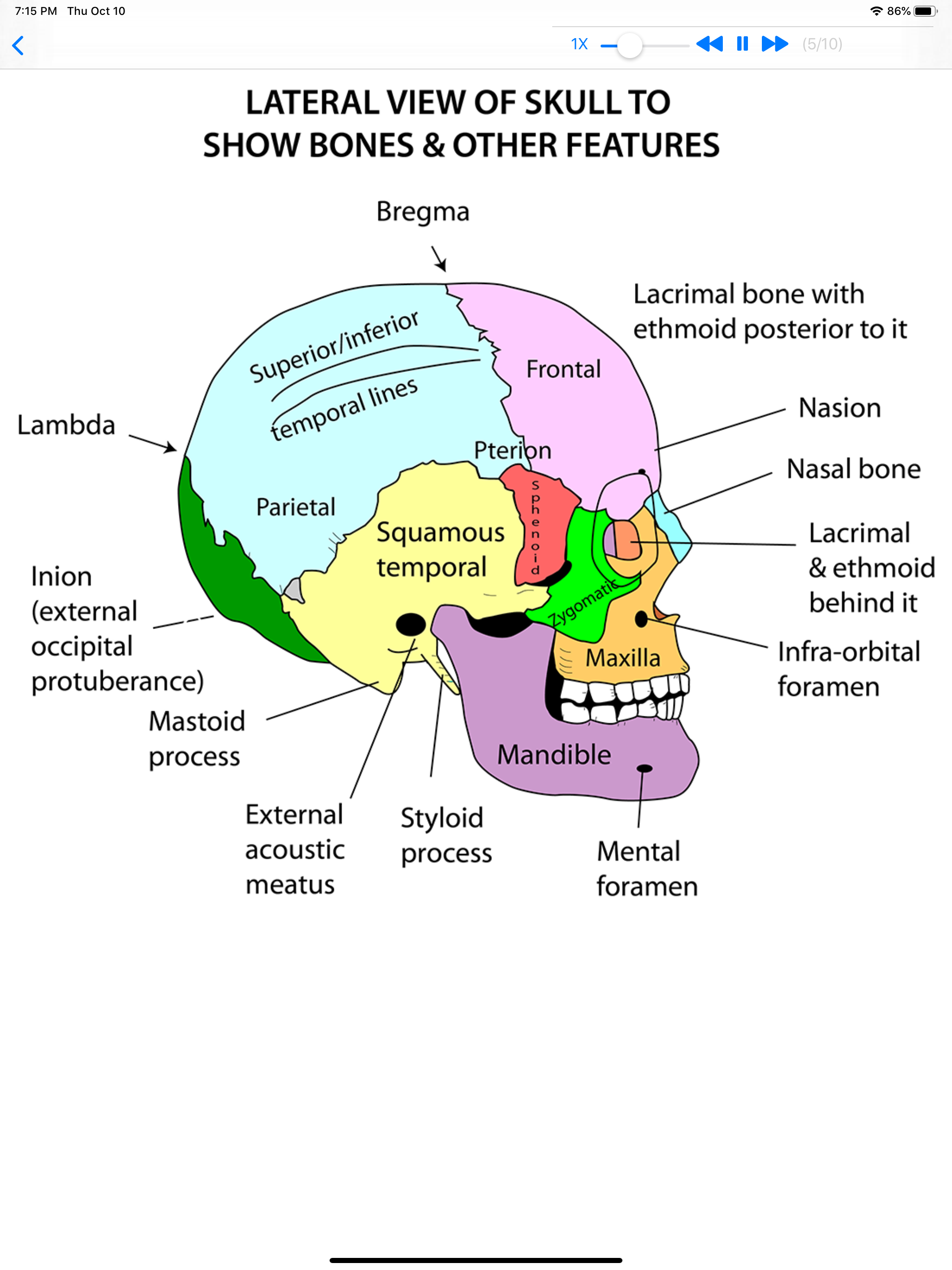 Anatomy Lectures Head and Neck screenshot 5