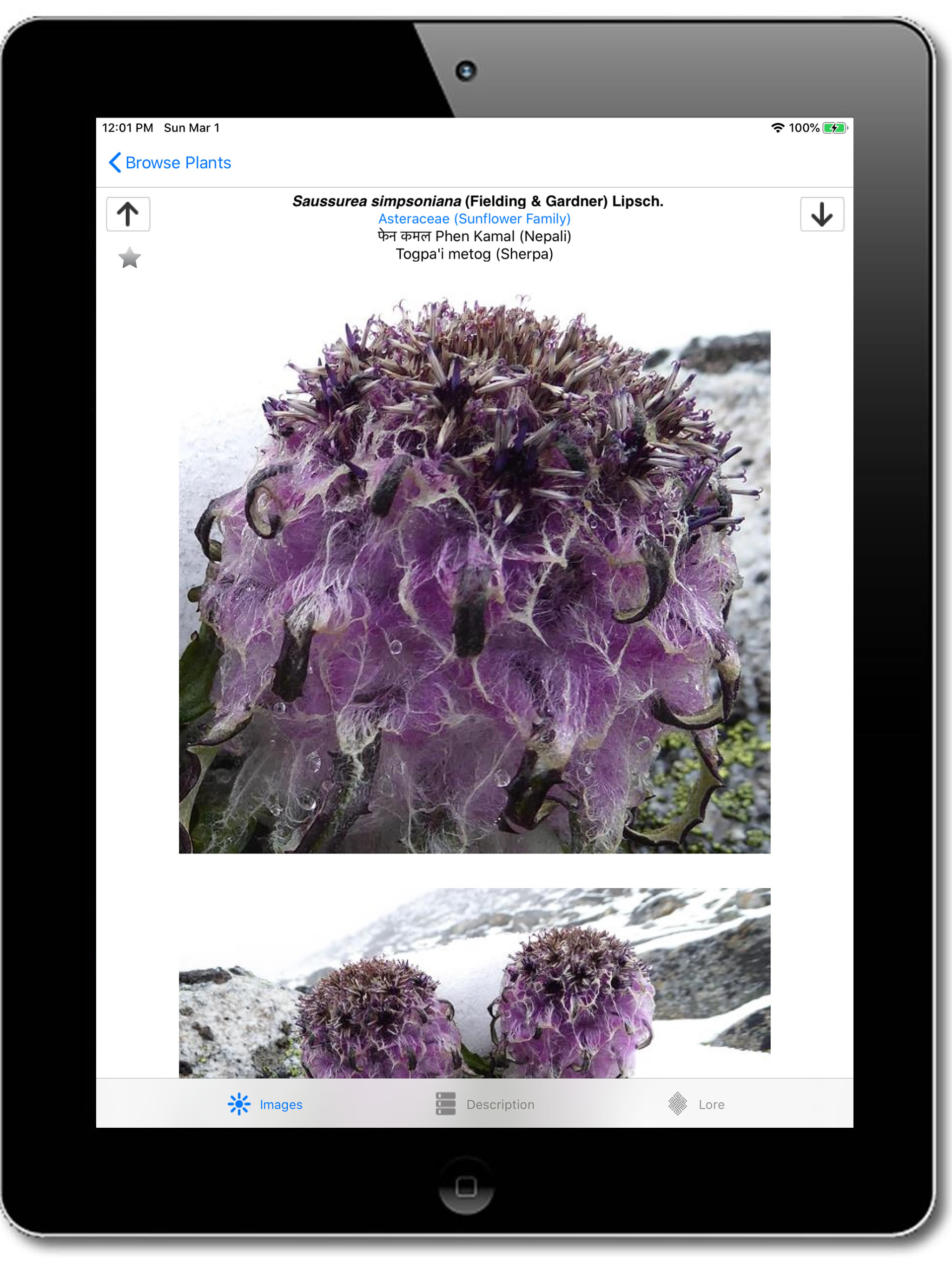 Wildflowers of Mount Everest