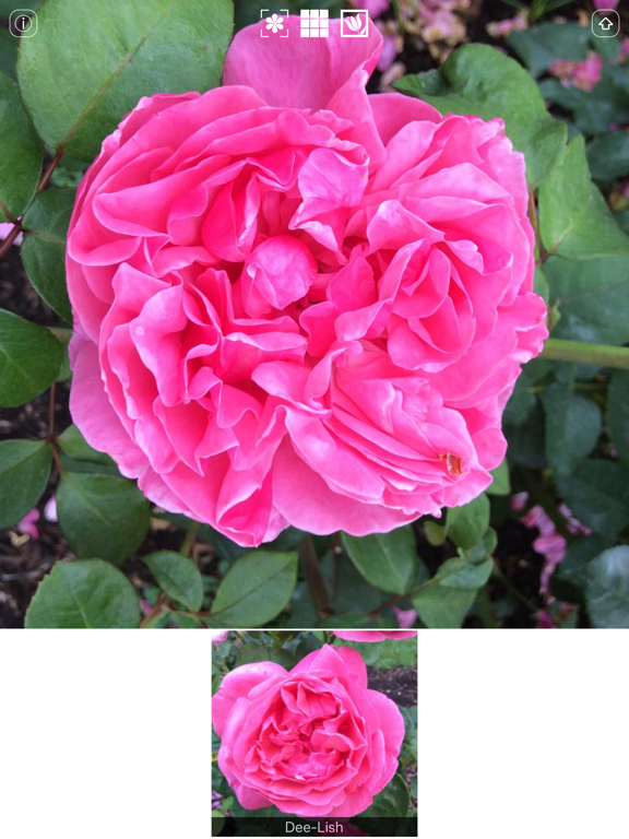 Screenshot #5 pour Instant Rose