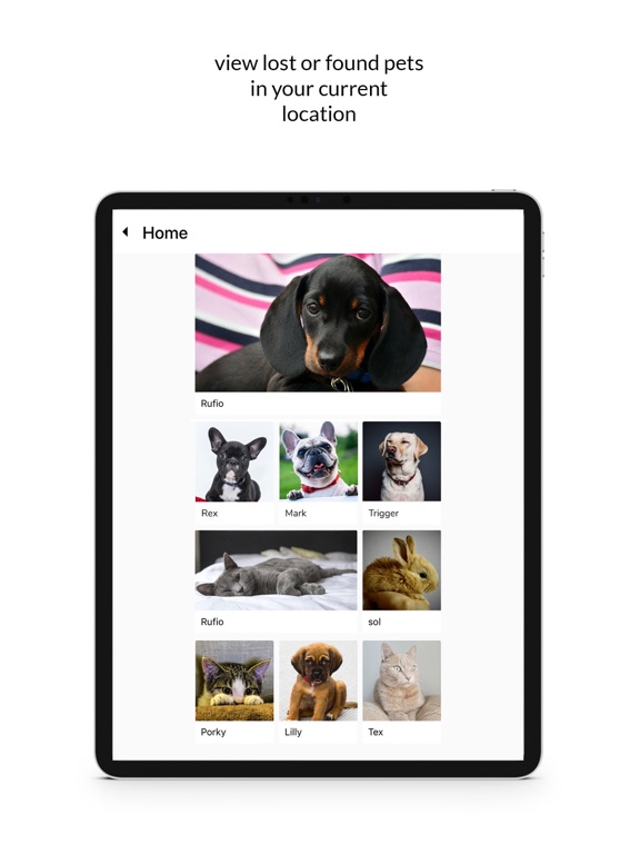 Screenshot #5 pour Runaway Pets