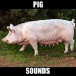 Pig Sounds and Effects