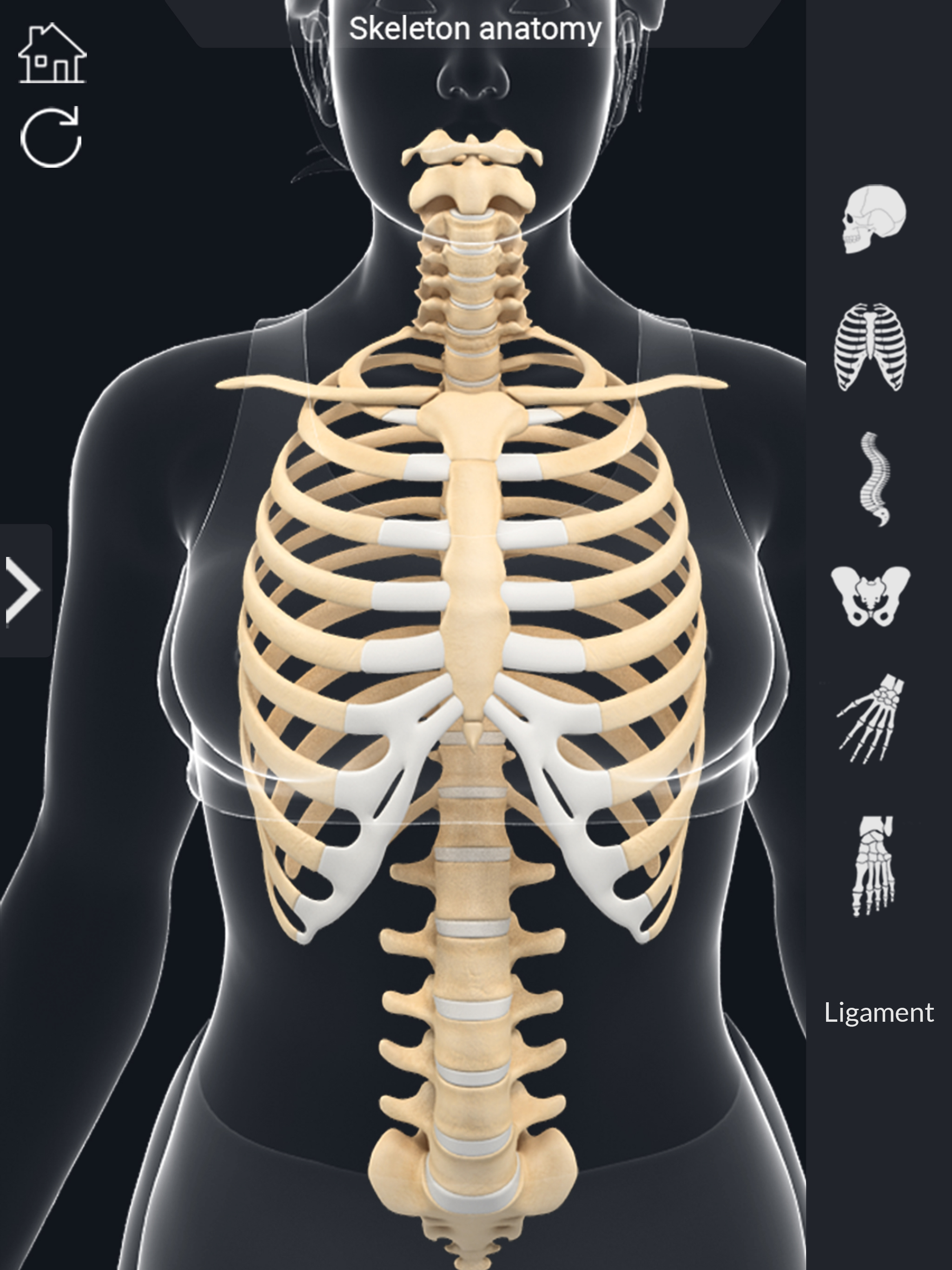 AR Skeleton Anatomy