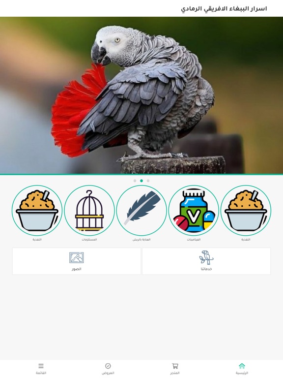 اسرار الببغاء الافريقي الرمادي