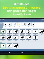 Vogel Id Gartenvögel bestimmen ipad bilder 3