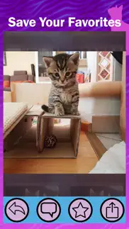 kitter: live cat pics iphone screenshot 2