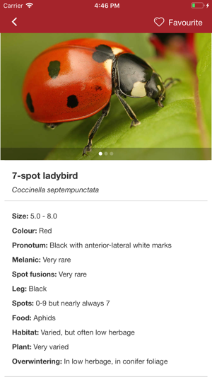 European Ladybirds(圖4)-速報App