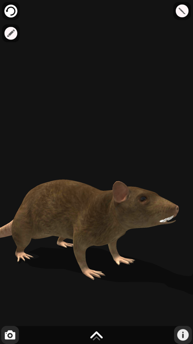 Rattus AR screenshot 2