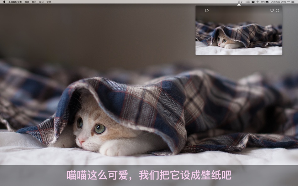 喵喵壁纸：Catpaper - 1.8 - (macOS)