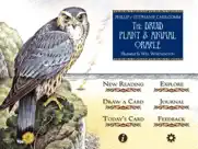 druid oracle cards айпад изображения 1