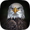 Animal Wallpapers & Themes - Razi Haleem