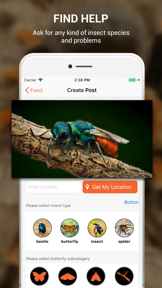 Insect identifier by photo screenshot