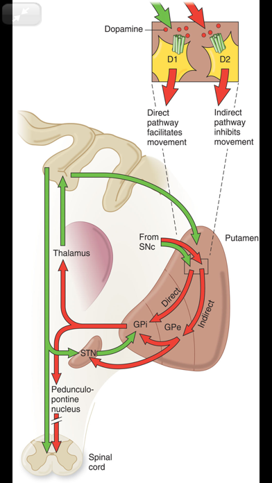 Adams & Victor's Neurology 11e Screenshot