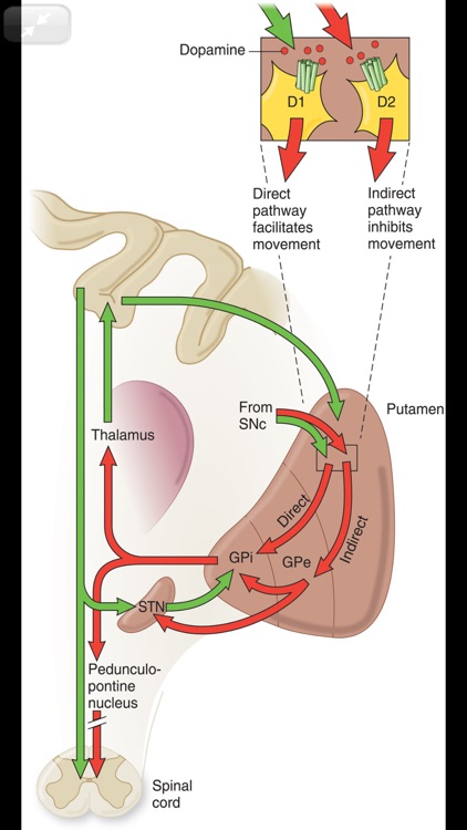 Adams & Victor's Neurology 11e screenshot-7