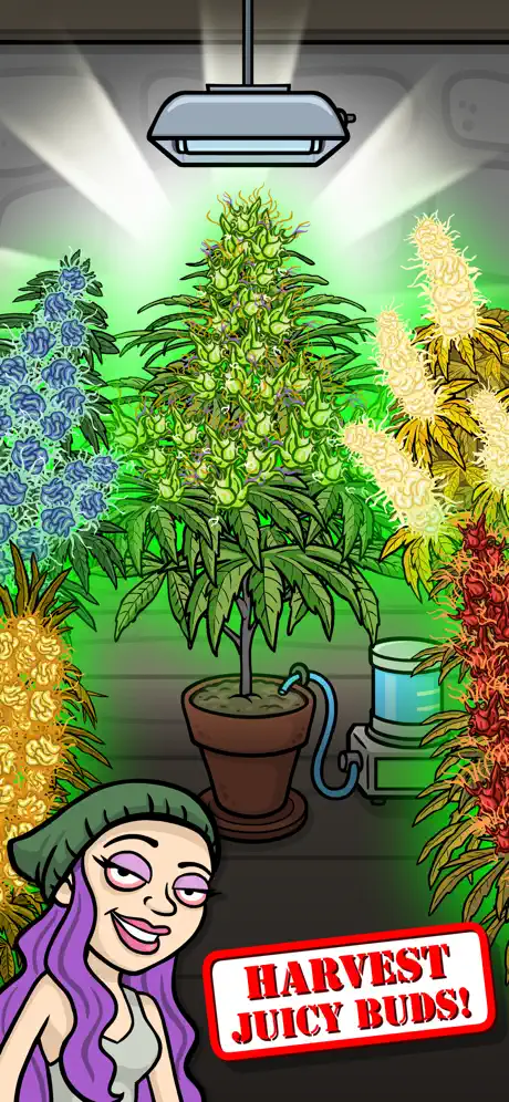 Bud Farm: Grass Roots