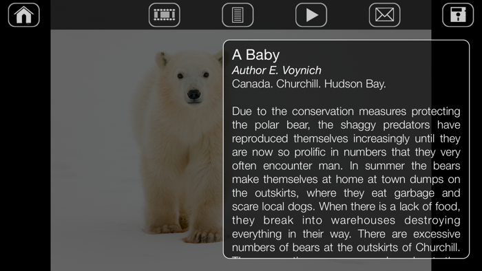 Album Polar Bears HD