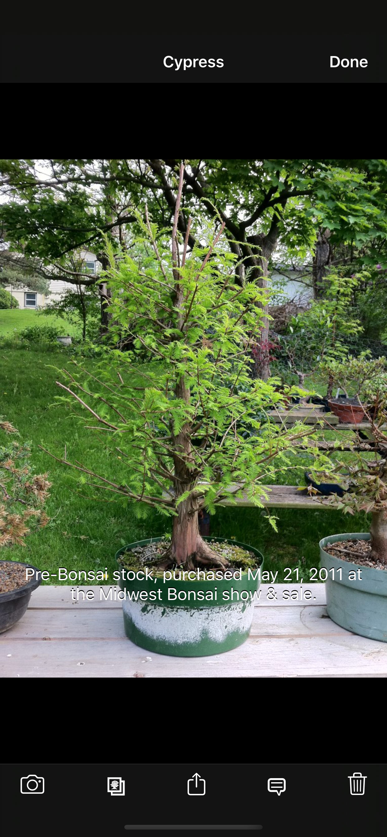 Bonsai Album