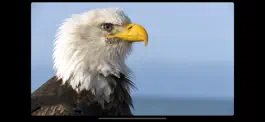 Game screenshot Video Touch - Wild Birds apk