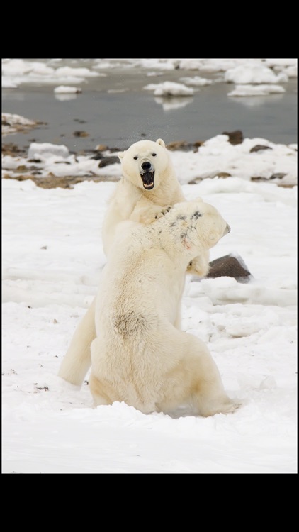 Album Polar Bears HD