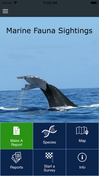 Marine Fauna sightings