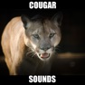 Get Real Cougar Sounds! for iOS, iPhone, iPad Aso Report