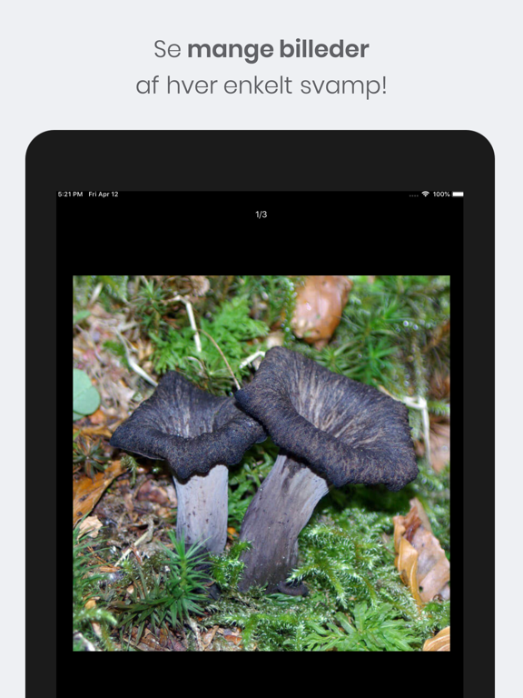 Shroomi - Danske Svampe App Store preview screenshot 16