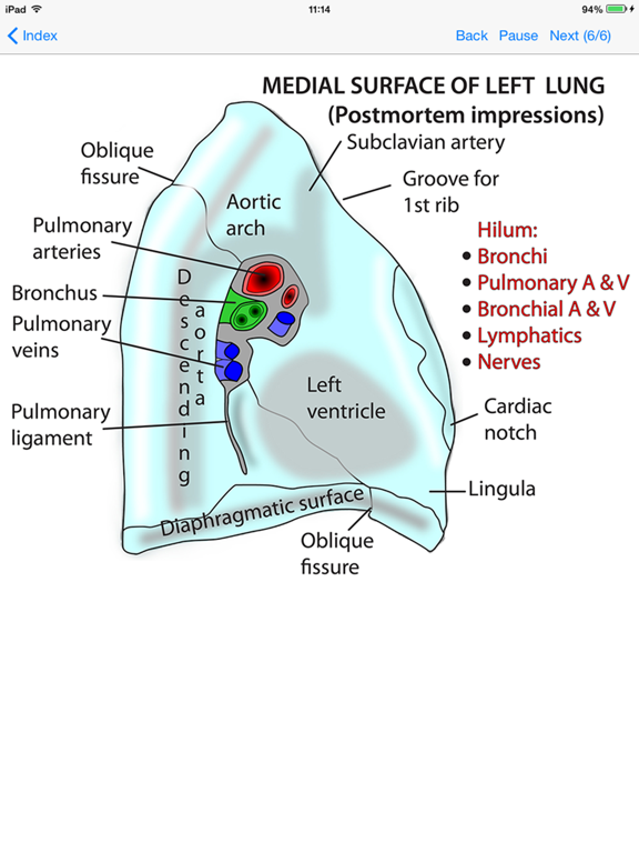 Screenshot #5 pour Anatomy Thorax and Abdomen