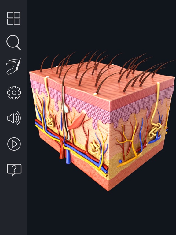 Screenshot #5 pour My Skin Anatomy