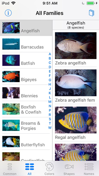 Red Sea Fish ID