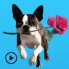 Iggy - Animated Boston Terrier delete, cancel