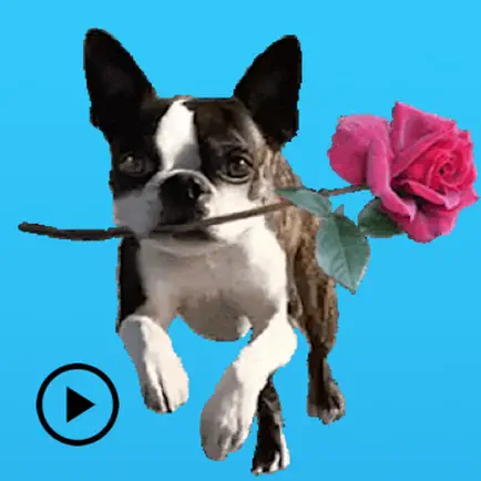 Iggy - Animated Boston Terrier Cheats
