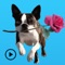 Iggy - Animated Boston Terrier