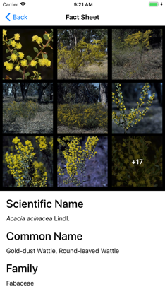 Wattle - Acacias of Australia screenshot 5