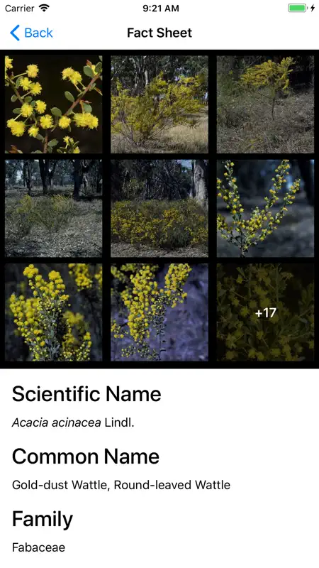 Wattle - Acacias of Australia screenshot 5 of 6