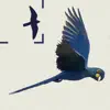 Birds of Brazil App Feedback