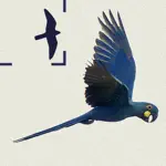 Birds of Brazil App Alternatives