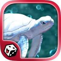 What the Shell - Brettspiel apk