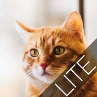 Mots croisés de chat Lite pour PC