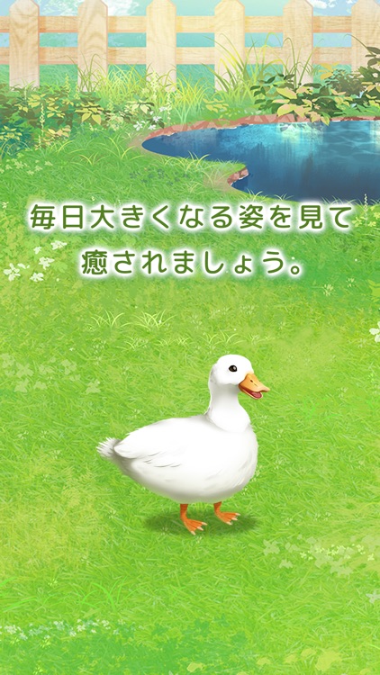 癒しのアヒル育成ゲーム コールダック育成 By Sio Honda 癒しのアヒル育成ゲーム コールダック育成 By Sio Honda