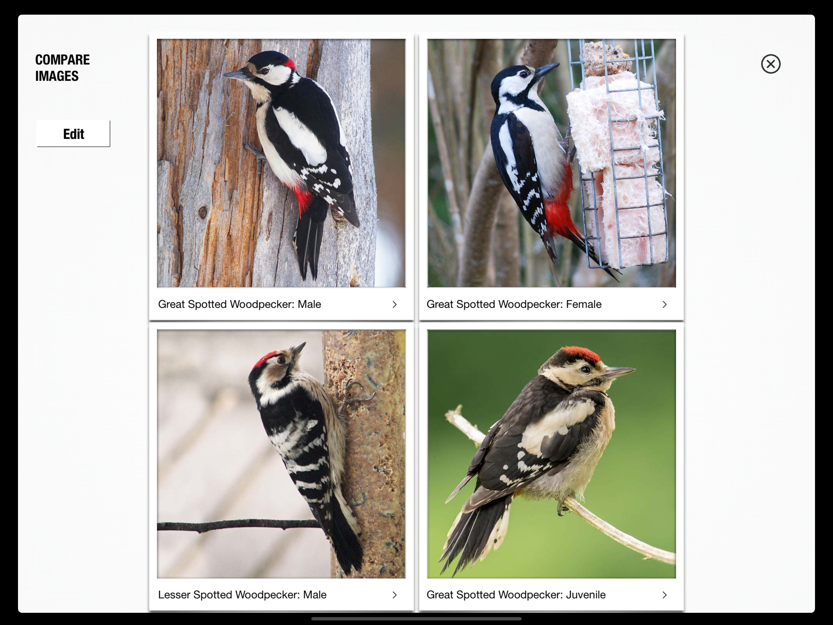 Birds of Britain Pro