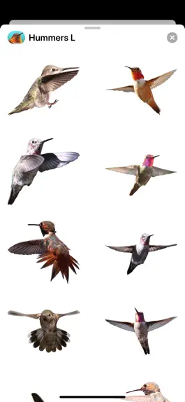 Game screenshot Hummingbirds - Large (Retina) mod apk