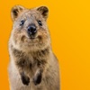 Quokka Selfie - iPhoneアプリ